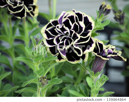 矮牽牛“花衣之花” 矮牽牛“花衣之花” 139864864