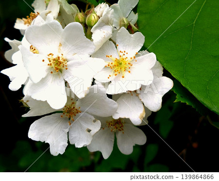 White wild rose flowers blooming amidst green leaves White wild rose flowers blooming amidst green leaves 139864866