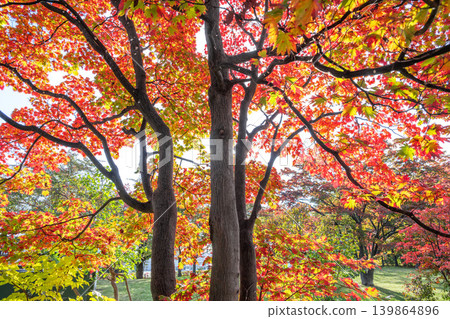 札幌市天神山綠地美術館前的秋日日本楓葉 139864896