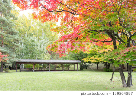 札幌市天神山綠地,秋季的日本楓葉 札幌市天神山綠地,秋季的日本楓葉 139864897