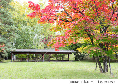 Japanese maple leaves in autumn, Tenjinyama Green Space, Sapporo City Japanese maple leaves in autumn, Tenjinyama Green Space, Sapporo City 139864898