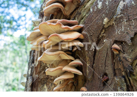 Omphalotus japonicus (Moonflower), Sapporo City Omphalotus japonicus (Moonflower), Sapporo City 139864926
