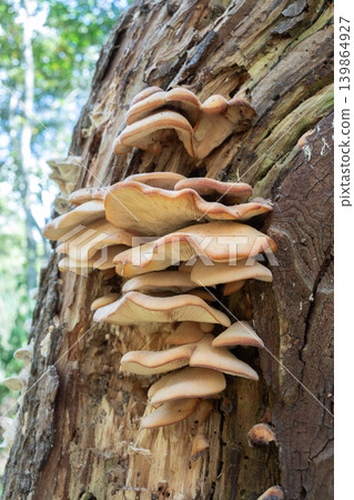 日本月花（Omphalotus japonicus），札幌市 139864927