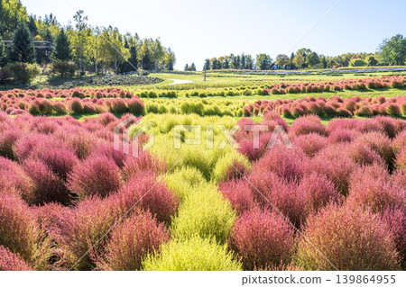 Kokia Takino Suzuran Hillside Park Sapporo City Kokia Takino Suzuran Hillside Park Sapporo City 139864955
