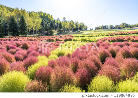 Kokia Takino Suzuran Hillside Park Sapporo City Kokia Takino Suzuran Hillside Park Sapporo City 139864956