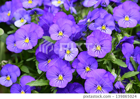 Purple pansy flowers Purple pansy flowers 139865024