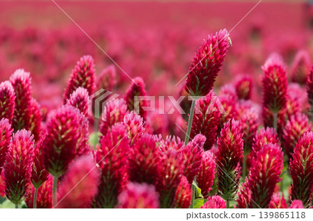 Close-up of crimson clover in full bloom at Kahokugata Sunflower Village 2 Close-up of crimson clover in full bloom at Kahokugata Sunflower Village 2 139865118