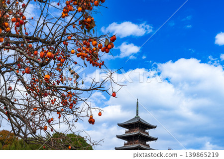 Late Autumn at Bitchu Kokubunji Temple: Persimmons and the Five-Storied Pagoda (18), Soja City, Okayama Prefecture Late Autumn at Bitchu Kokubunji Temple: Persimmons and the Five-Storied Pagoda (18), Soja City, Okayama Prefecture 139865219