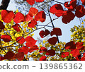 Red, heart-shaped leaves (Hamamelis japonica) 139865362