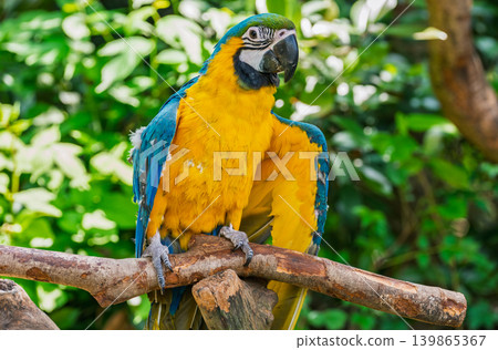 A vibrant blue and gold macaw rests on a thick tree branch. Its brilliant yellow and blue feathers stand out against blurred green leaves in a tropical environment during daylight A vibrant blue and gold macaw rests on a thick tree branch. Its brilliant yellow and blue feathers stand out against blurred green leaves in a tropical environment during daylight 139865367