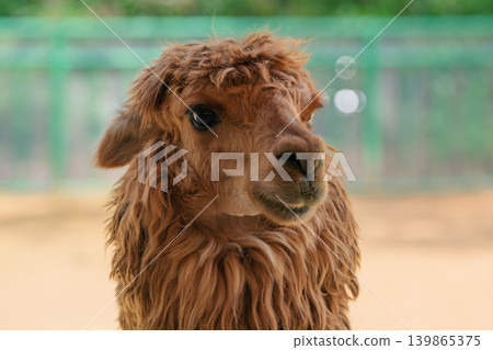 Brown alpaca with thick, shaggy fur looks intently forward. The animal stands behind a wooden railing in a bright outdoor zoo enclosure Brown alpaca with thick, shaggy fur looks intently forward. The animal stands behind a wooden railing in a bright outdoor zoo enclosure 139865375