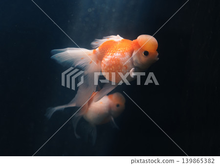 A beautiful fancy goldfish with a large orange wen on its head swims calmly, shining against the very dark underwater setting A beautiful fancy goldfish with a large orange wen on its head swims calmly, shining against the very dark underwater setting 139865382