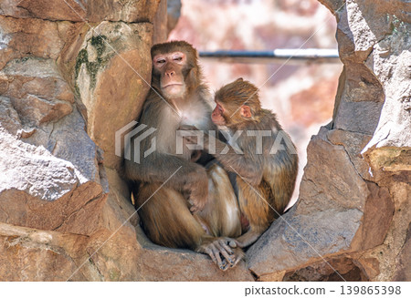 Two Rhesus macaque monkeys sit closely together nestled within a sunlit rocky enclosure Two Rhesus macaque monkeys sit closely together nestled within a sunlit rocky enclosure 139865398