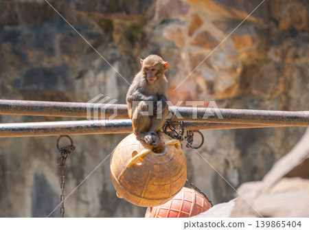 Young macaque monkey sits on a spherical feeder, suspended by metal chains, against a blurry stone wall background Young macaque monkey sits on a spherical feeder, suspended by metal chains, against a blurry stone wall background 139865404