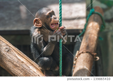 Dark-furred juvenile chimpanzee perched on a thick wooden tree branch, firmly grasping a bright green rope Dark-furred juvenile chimpanzee perched on a thick wooden tree branch, firmly grasping a bright green rope 139865410