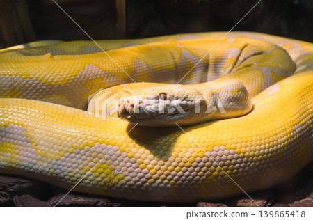 Vibrant yellow albino reticulated python rests coiled in a shaded enclosure Vibrant yellow albino reticulated python rests coiled in a shaded enclosure 139865418
