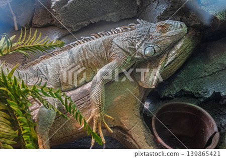 Green iguana with its distinctive dewlap and spiky crest rests on a thick tree branch in a daytime habitat Green iguana with its distinctive dewlap and spiky crest rests on a thick tree branch in a daytime habitat 139865421