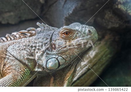 Green iguana with its distinctive dewlap and spiky crest rests among rocks in a daytime habitat Green iguana with its distinctive dewlap and spiky crest rests among rocks in a daytime habitat 139865422