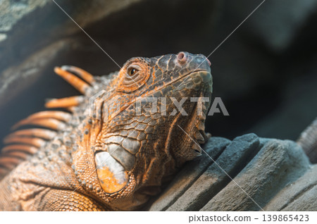 Orange and grey iguana rests on a rock, its head tilted slightly upwards 139865423