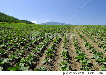 Landscape of a cabbage field with a sunny blue sky in the background Landscape of a cabbage field with a sunny blue sky in the background 139865487