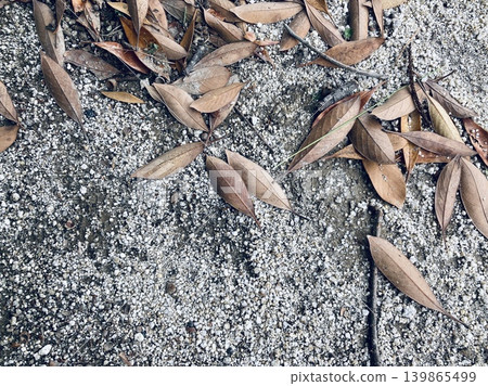 Fallen leaves on a sandy ground Fallen leaves on a sandy ground 139865499