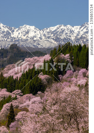 Takafu, Ogawa Village, Kamiminochi District, Nagano Prefecture: Cherry blossoms of Nitanda, including Oyamazakura and Edohigan varieties, blooming against the backdrop of the snow-capped Northern Alps. Takafu, Ogawa Village, Kamiminochi District, Nagano Prefecture: Cherry blossoms of Nitanda, including Oyamazakura and Edohigan varieties, blooming against the backdrop of the snow-capped Northern Alps. 139865534