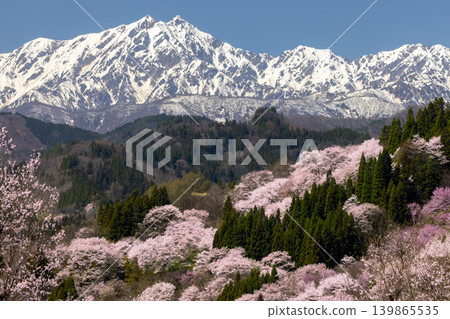 Takafu, Ogawa Village, Kamiminochi District, Nagano Prefecture: Cherry blossoms of Nitanda, including Oyamazakura and Edohigan varieties, blooming against the backdrop of the snow-capped Kashimayari-dake peak in the Northern Alps. Takafu, Ogawa Village, Kamiminochi District, Nagano Prefecture: Cherry blossoms of Nitanda, including Oyamazakura and Edohigan varieties, blooming against the backdrop of the snow-capped Kashimayari-dake peak in the Northern Alps. 139865535