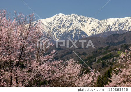 Takafu, Ogawa Village, Kamiminochi District, Nagano Prefecture: Cherry blossoms of Nitanda, including Oyamazakura and Edohigan varieties, blooming against the backdrop of the snow-capped Mt. Jigatake in the Northern Alps. Takafu, Ogawa Village, Kamiminochi District, Nagano Prefecture: Cherry blossoms of Nitanda, including Oyamazakura and Edohigan varieties, blooming against the backdrop of the snow-capped Mt. Jigatake in the Northern Alps. 139865536