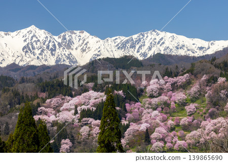 The cherry blossoms of Nitanda, including Oyamazakura and Edohigan cherry trees, bloom in Takafu, Ogawa Village, Kamiminochi District, Nagano Prefecture, and the snow-capped Hakuba Sanzan peaks of the Northern Alps. The cherry blossoms of Nitanda, including Oyamazakura and Edohigan cherry trees, bloom in Takafu, Ogawa Village, Kamiminochi District, Nagano Prefecture, and the snow-capped Hakuba Sanzan peaks of the Northern Alps. 139865690