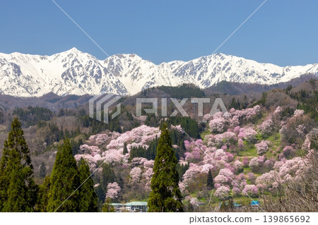 二反田的櫻花,包括大山櫻和江戶彼岸櫻,在長野縣上之內郡小川村高府和北阿爾卑斯山白雪皚皚的白馬三山上盛開。 二反田的櫻花,包括大山櫻和江戶彼岸櫻,在長野縣上之內郡小川村高府和北阿爾卑斯山白雪皚皚的白馬三山上盛開。 139865692