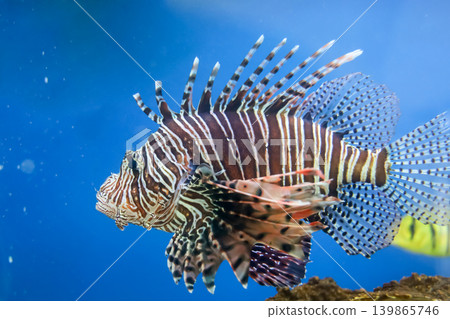 The red lion fish in water The red lion fish in water 139865746