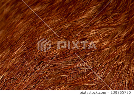 close up brown dog skin for animal texture and mammal pattern. close up brown dog skin for animal texture and mammal pattern. 139865750