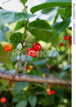 Cherry 139865799