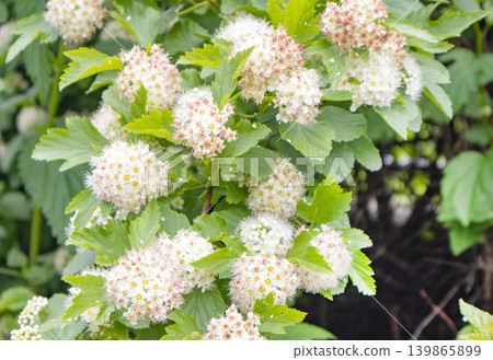 White bush flowers of the viburnum-leaved pemphigus, natural natural background White bush flowers of the viburnum-leaved pemphigus, natural natural background 139865899