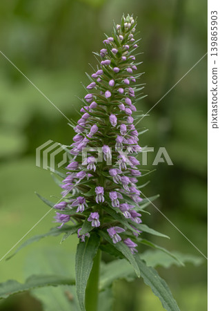 The flowers of the Japanese orchid bloom in the forest The flowers of the Japanese orchid bloom in the forest 139865903