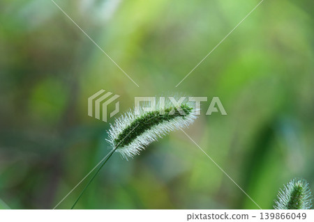 The sunlight shines through the foxtail grass, making it sparkle. 139866049