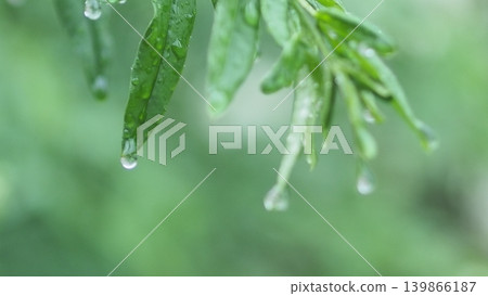 雨季來臨，樹葉上掛滿了雨滴。 139866187