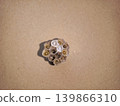 Small wasp nest with Egg and large yellow larvae 139866310