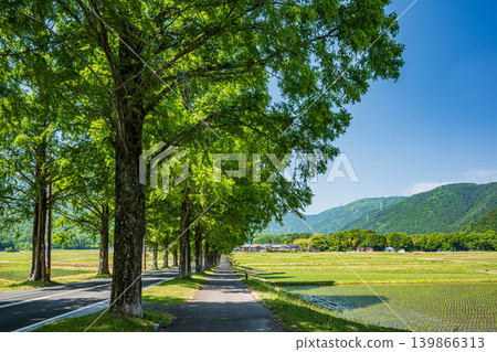 Metasequoia tree-lined avenue, a tourist attraction in the Okubiwako area, Makino-cho, Takashima City, Shiga Prefecture 139866313