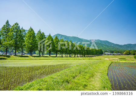 滋賀縣高島市牧野町大尾塚地區的水杉林蔭大道,是個旅遊景點。 滋賀縣高島市牧野町大尾塚地區的水杉林蔭大道,是個旅遊景點。 139866316