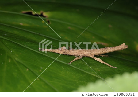 生物,昆蟲:竹節蟲(學名:Phasmatodea)是日本特有物種,主要棲息於西南諸島。成蟲體長約4-5厘米,具有極佳的偽裝能力。 生物,昆蟲:竹節蟲(學名:Phasmatodea)是日本特有物種,主要棲息於西南諸島。成蟲體長約4-5厘米,具有極佳的偽裝能力。 139866331