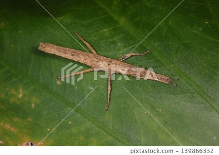 Living creature, insect: A stick insect, possibly a female nymph in its middle instar stage. Found in a forest in Naha City in May. Living creature, insect: A stick insect, possibly a female nymph in its middle instar stage. Found in a forest in Naha City in May. 139866332