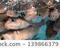 一群密密麻麻的鯔魚張著嘴。 139866379