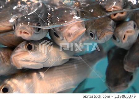 一群密密麻麻的鯔魚張著嘴。 139866379