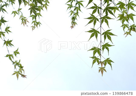 綠楓葉在風中搖曳 綠楓葉在風中搖曳 139866478