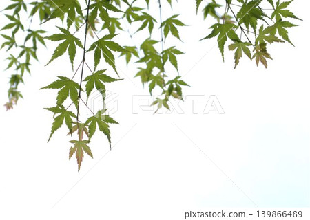 綠楓葉在風中搖曳 綠楓葉在風中搖曳 139866489