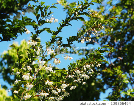 A blue sky after the rain and the branches of a Styrax tree (white flowers and buds of a Lettuce tree bathed in sunlight) A blue sky after the rain and the branches of a Styrax tree (white flowers and buds of a Lettuce tree bathed in sunlight) 139866494
