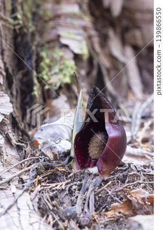 Skunk cabbage flower Skunk cabbage flower 139866550