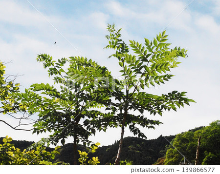 Leaves of the Japanese angelica tree bathed in sunlight (a field near the approach to Yoshino Shrine) 139866577