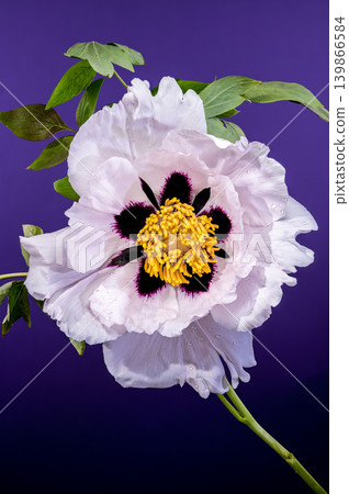 White Tree Peony Flower With Purple Center on Blue Background White Tree Peony Flower With Purple Center on Blue Background 139866584